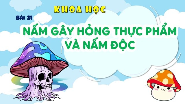 Bài 21: Nấm gây hỏng thực phẩm và nấm độc (tiết 1)