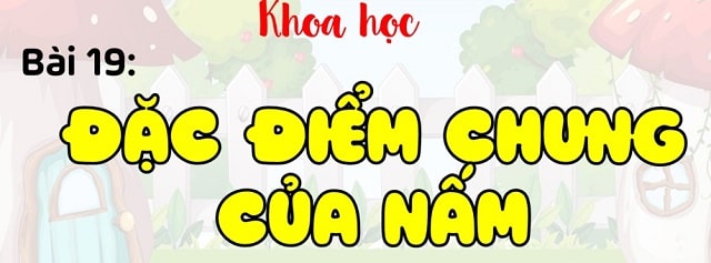 Bài 19: Đặc điểm chung của nấm? (T1)