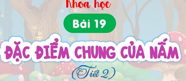 Bài 19: Đặc điểm chung của nấm? (T2)
